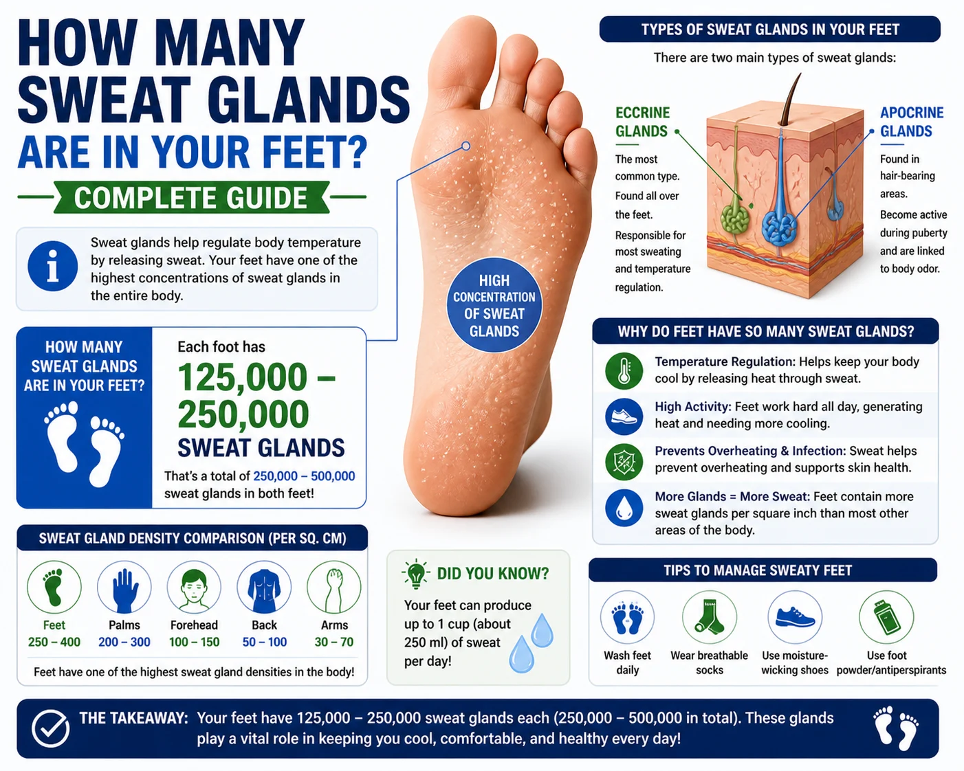how many sweat glands are in your feet