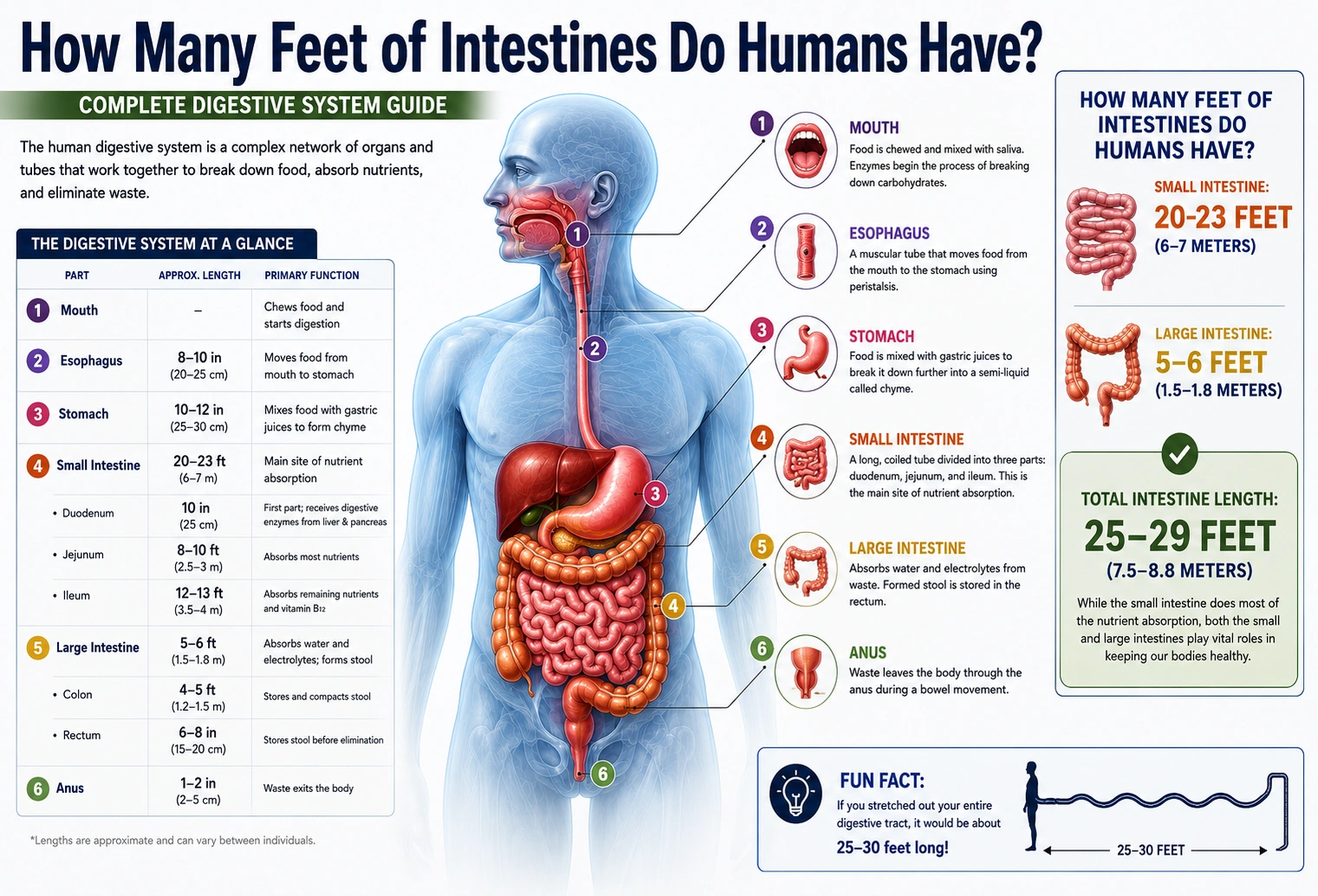 how many feet of intestines do humans have