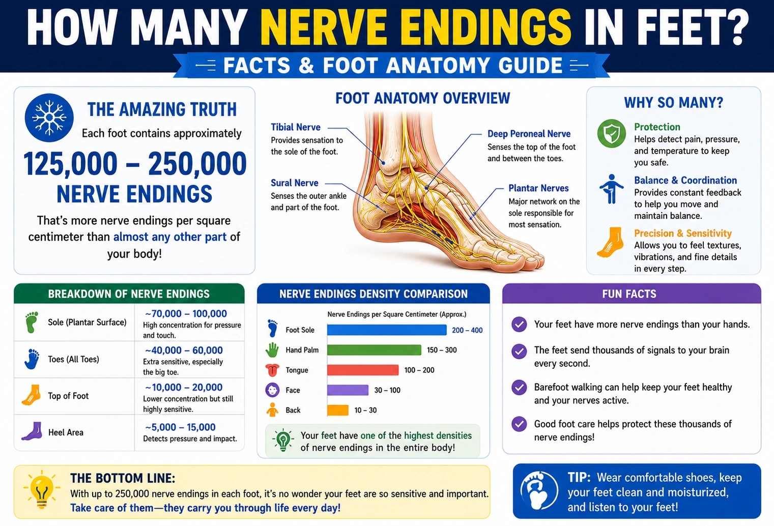 how many nerve endings in feet