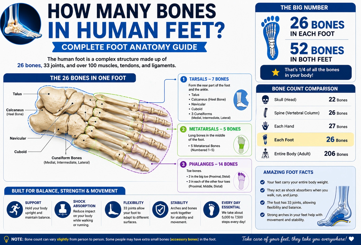 how many bones in human feet