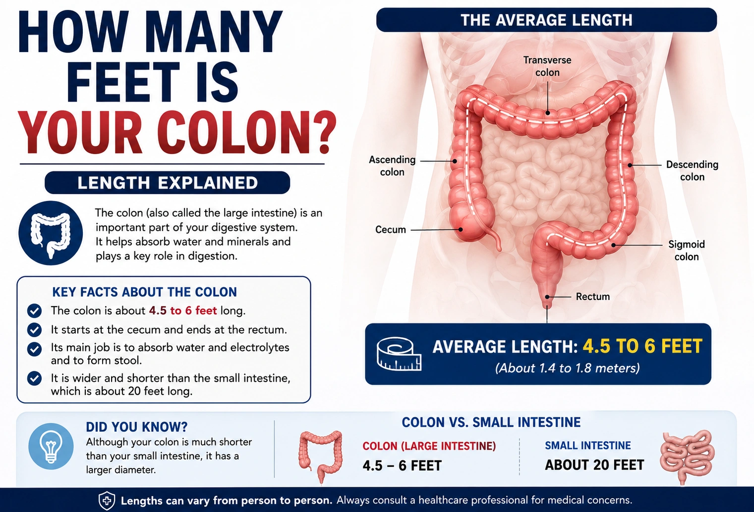 How Many Feet Is Your Colon
